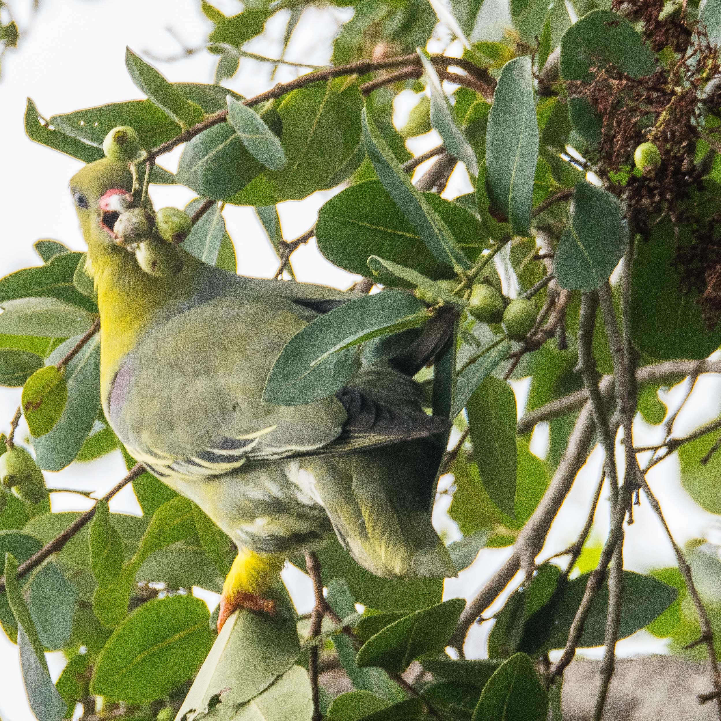 Colombar à front nu (African green pigeon, Treron calvus) , adulte consommant les fruits d'un Balan des savanes (Flueggea virosa), Shinde camp, Delta de l'Okavango, Botswana-7489